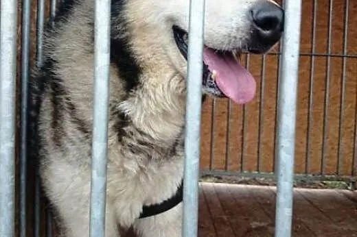 YUKON szuka domu,  dolnośląskie Brzeg Dolny
