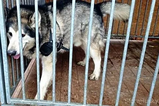 YUKON szuka domu,  dolnośląskie Brzeg Dolny