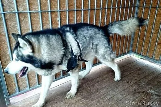 YUKON szuka domu,  dolnośląskie Brzeg Dolny