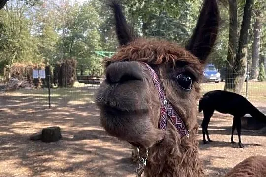 Alpaka Suri samiec