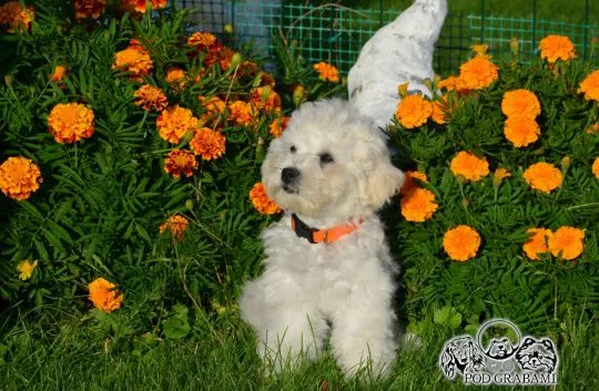 Ostatni piesek rasy Bichon frise FCI ., , Pruszcz Gdański