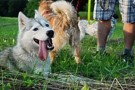 Goja szuka domu !, Pozostałe rasy cała Polska