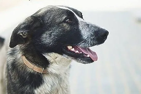 PIXEL 8 miesięczny psiak czeka na dom !,  śląskie 