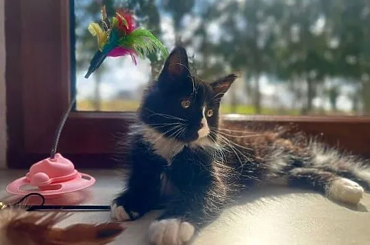 Maine Coon koteczka