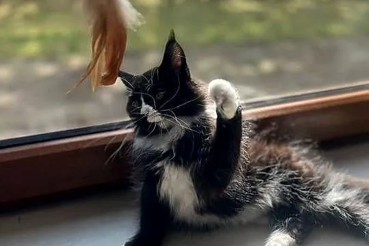Maine Coon koteczka, Zachodniopomorskie, Sława