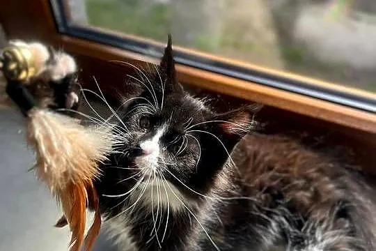 Maine Coon koteczka, Zachodniopomorskie, Sława