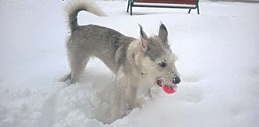 Wyszkolona wysterylizowana suczka husky terier do