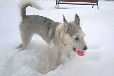 Wyszkolona wysterylizowana suczka husky terier do 
