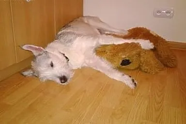 Wyszkolona wysterylizowana suczka husky terier do 