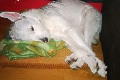Wyszkolona wysterylizowana suczka husky terier do 