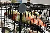 Sprzedam Rozelle królewskie, Mazowieckie, Warszawa