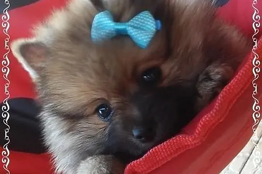 Szpic miniaturowy POMERANIAN SUCZKA piesek BOO min