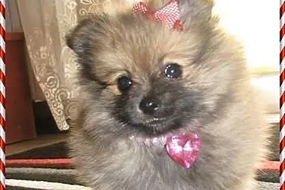 Szpic miniaturowy POMERANIAN SUCZKA piesek BOO min