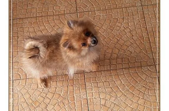 Szpic miniaturowy POMERANIAN SUCZKA piesek BOO min