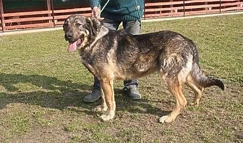 Maks kocha ludzi kocha świat adoptuj go i pokochaj