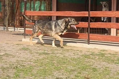 Maks kocha ludzi kocha świat adoptuj go i pokochaj