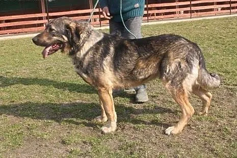 Maks kocha ludzi kocha świat adoptuj go i pokochaj