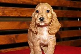 Cocker Spaniel śliczny szczeniak