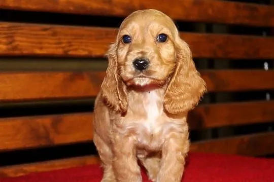 Cocker Spaniel śliczny szczeniak