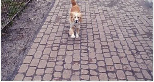 BINGO kudłate cudo do ADOPCJI!, łódzkie Tomaszów