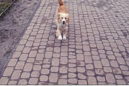 BINGO kudłate cudo do ADOPCJI!,  łódzkie Tomaszów 