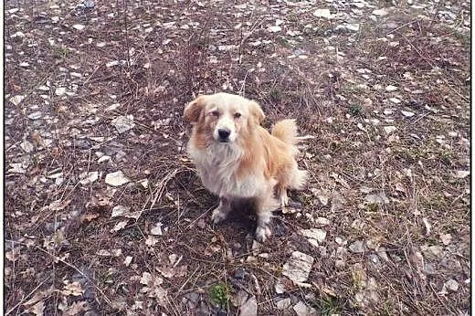 BINGO kudłate cudo do ADOPCJI!,  łódzkie Tomaszów 