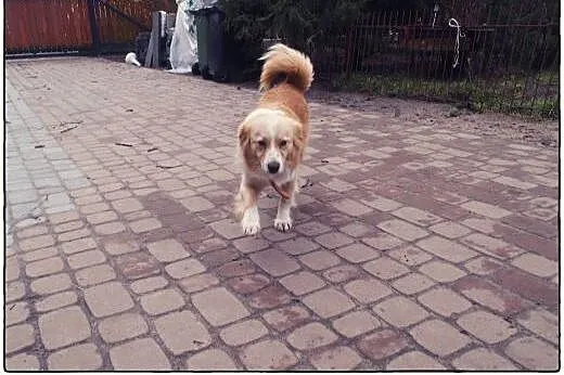BINGO kudłate cudo do ADOPCJI!,  łódzkie Tomaszów 