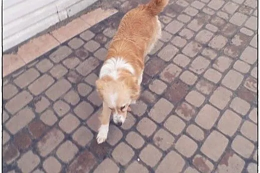 BINGO kudłate cudo do ADOPCJI!,  łódzkie Tomaszów 