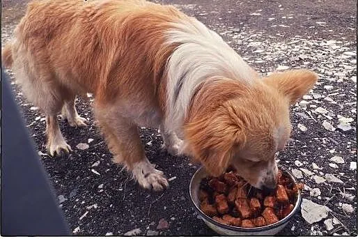 BINGO kudłate cudo do ADOPCJI!,  łódzkie Tomaszów 