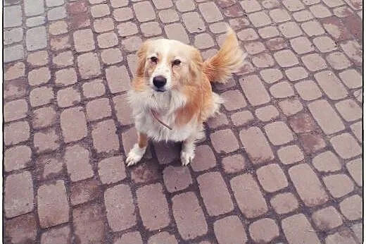 BINGO kudłate cudo do ADOPCJI!,  łódzkie Tomaszów 