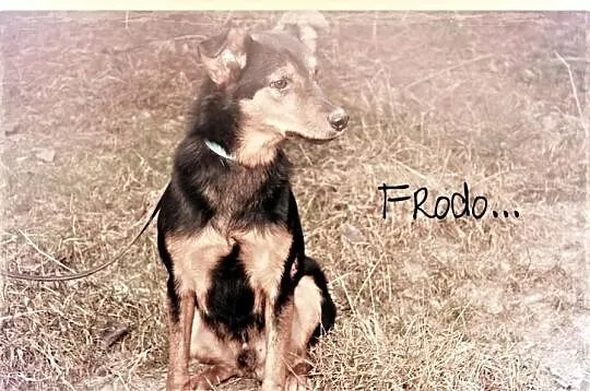 Frodo wciąż wypatruje swojej szansy