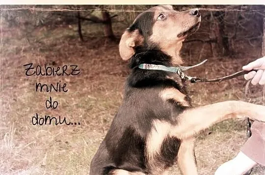 Frodo wciąż wypatruje swojej szansy