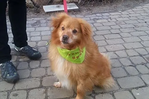 Rudy, mały futrzak,  dolnośląskie Wrocław
