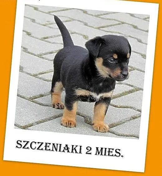 2 mies. szczeniaczki,pieski małe docelowo,MUMIŚKI.