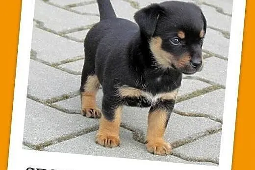 2 mies. szczeniaczki,pieski małe docelowo,MUMIŚKI.
