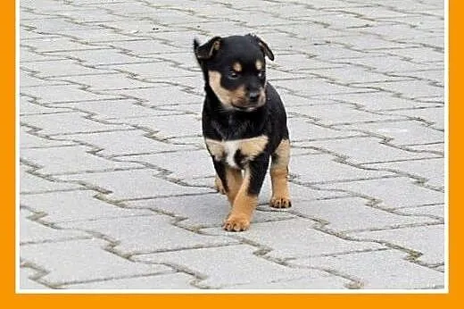 2 mies. szczeniaczki,pieski małe docelowo,MUMIŚKI.