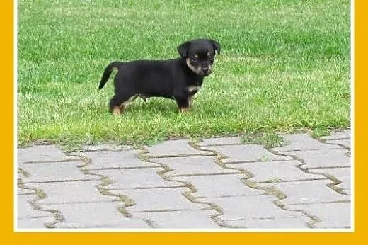 2 mies. szczeniaczki,pieski małe docelowo,MUMIŚKI.