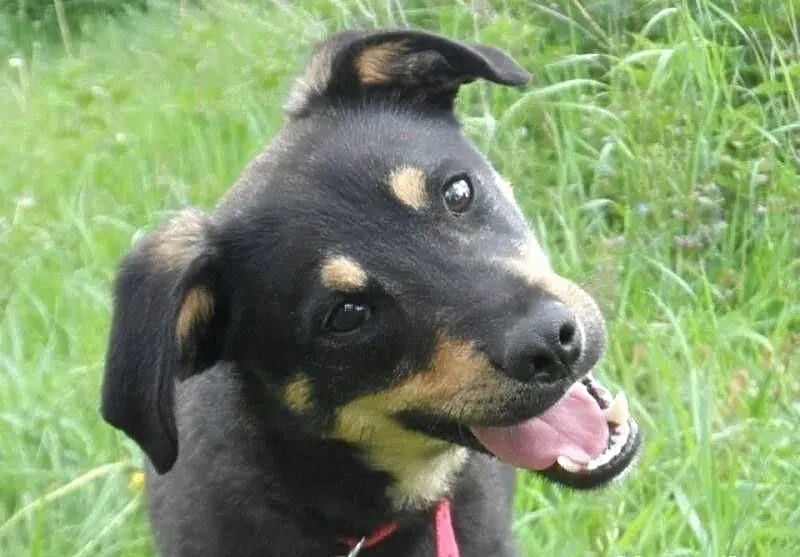 Tutuś młody miły pies czeka na nowy dom ADOPCJA ŁT