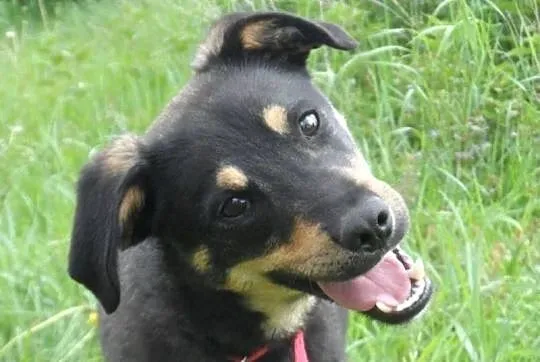 Tutuś młody miły pies czeka na nowy dom ADOPCJA ŁT