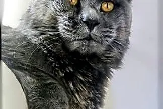 Maine Coon reproduktor