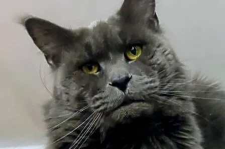 Maine Coon reproduktor, Śląskie, Częstochowa