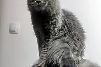 Maine Coon reproduktor, Śląskie, Częstochowa