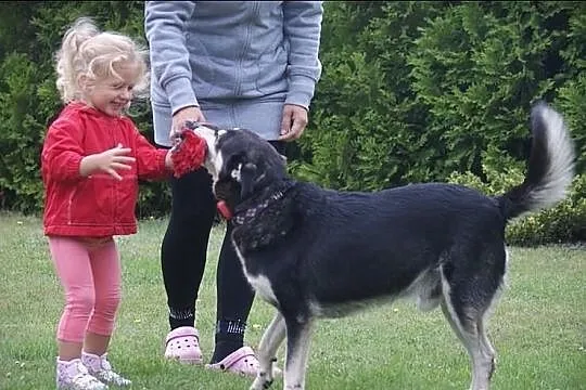 Flesz świetny psiak akceptujący kociaki czeka na d