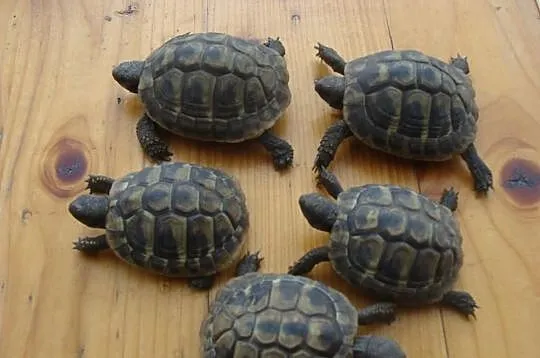 żółwie