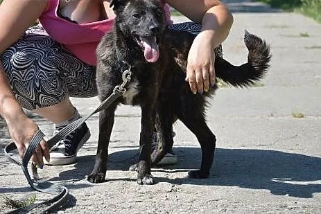 Irys szuka kochajacego domu!!!,  warmińsko-mazursk