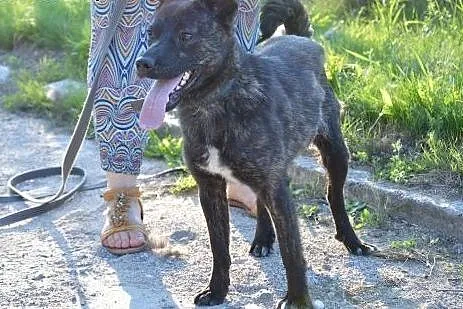 Irys szuka kochajacego domu!!!,  warmińsko-mazursk