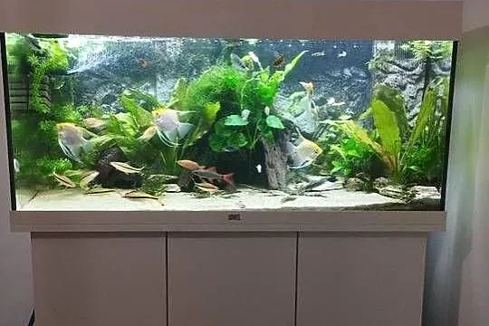 Akwarium juwel Rio 180 200 litrów, Świętokrzyskie, Zawichost