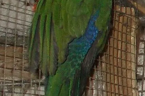 Papuga królewska-szkarłatka, Kościan