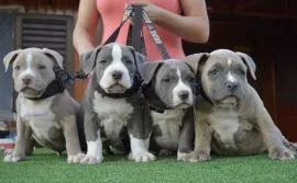 Szczenięta rasy pitbull gotowe do zamieszkania w nowych domach – napisz, aby uzyskać więcej informac