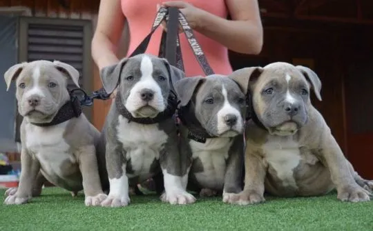 Szczenięta rasy pitbull gotowe do zamieszkania w nowych domach – napisz, aby uzyskać więcej informac